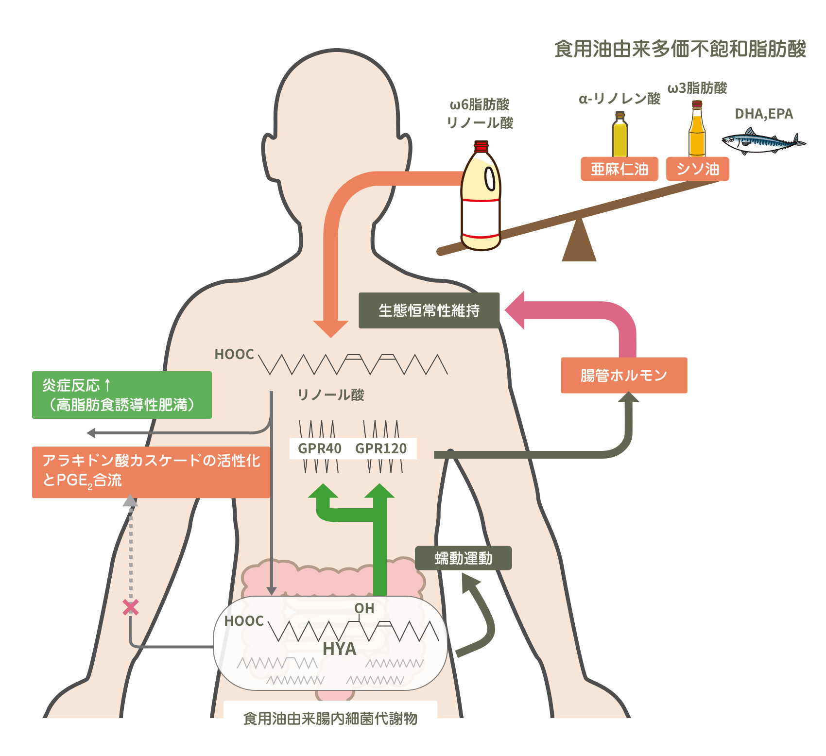 脂肪酸について