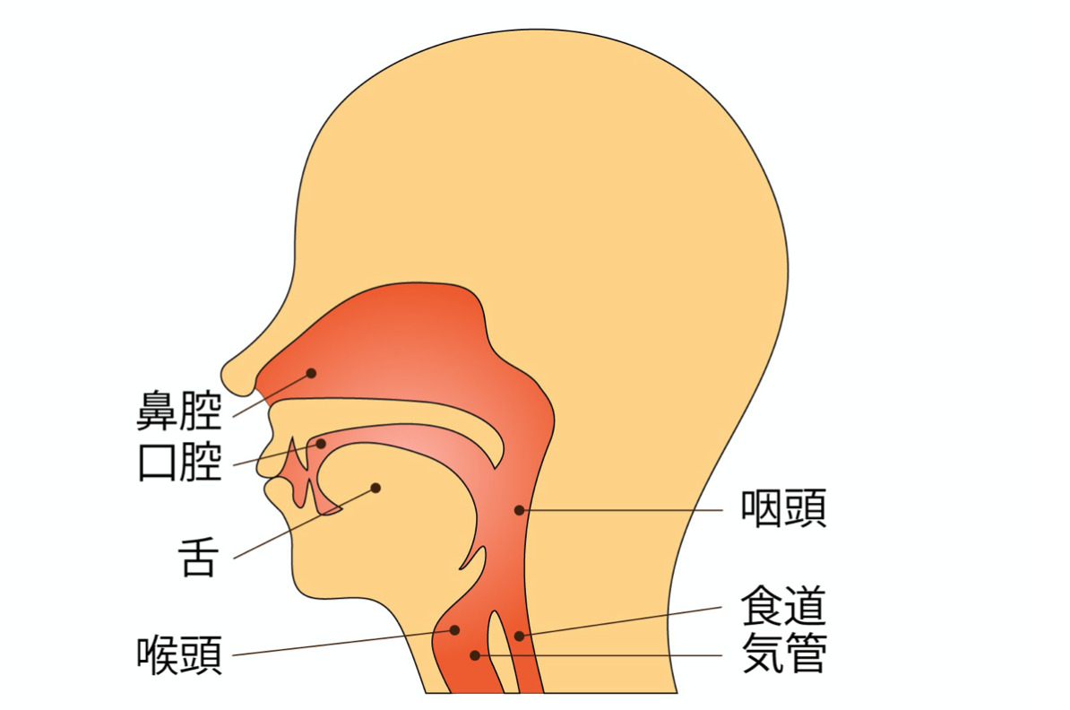 食道がん初期症状とは？喉や食道の違和感は検査が必要？ ｜たまプラーザ南口胃腸内科クリニック 消化器内視鏡横浜青葉区院