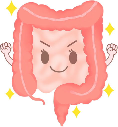 健康な大腸のイラスト