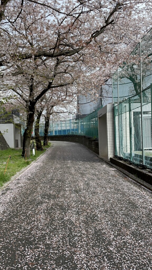 桜の散歩道