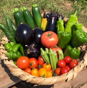 夏バテ予防に夏野菜を！